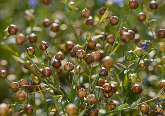 OLI-NATURA pielęgnacja olejowa do drewna